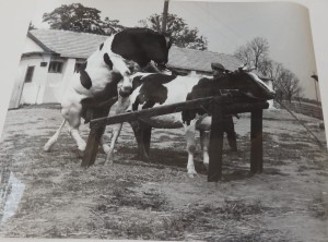 Fotos z filmu "Wiano"