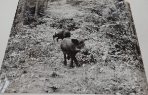 Fotos z filmu "Wiano"